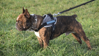Best Dog Harnesses to Keep Your Good Boys (and Girls) Safe
